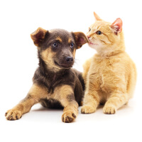 Çay ve kahve ürünleri 